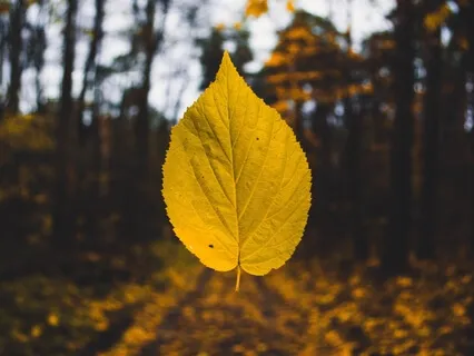 Surrender & Release Meditation 