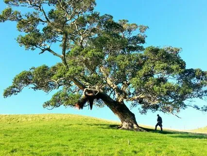 Surrender And Trust (Meditation Only)