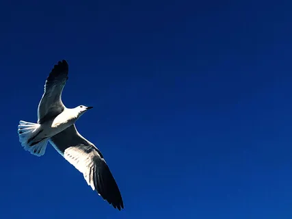 Surrender - Beautiful & Calming Violin Music