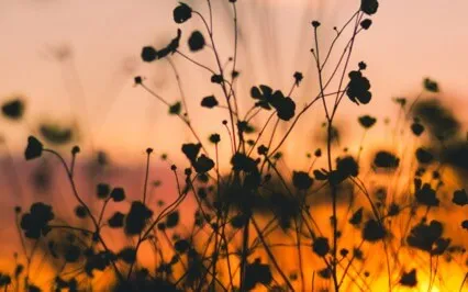 Surrender Breathwork