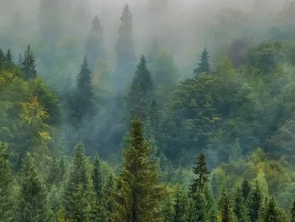 Surrender For Protector Parts In A Peaceful Forest