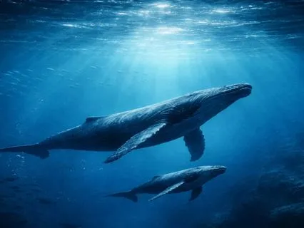 Surrender Into Sleep: Held By Whale Song