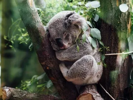 Surrender Into Sleep: Relaxation For A Full Night's Sleep