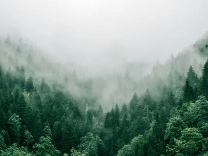 Surrender Into Trust: A Yoga Nidra Journey