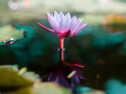 Surrender Meditation | Deep Trust | Letting Go Of Control