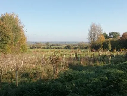 Surrender Meditation