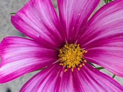 Surrender | Mindful Motivation