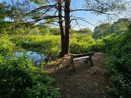 Peace By A Stream: Rest/Let Go With A River Otter - No Music