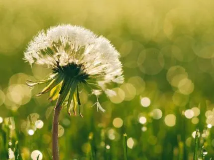 Surrender To The Divine