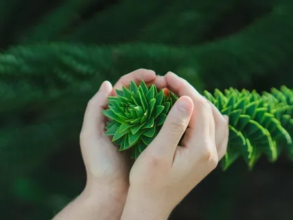 Surrender To The Roots