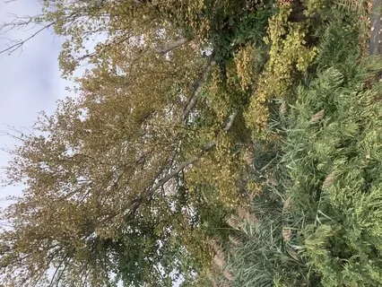 Surrendering:  Autumn 