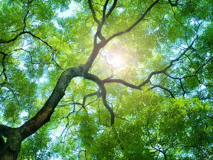 Surrendering Control Into The Web Of Light - Light Language Activation