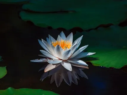 Surrendering To Love - Looking From Within