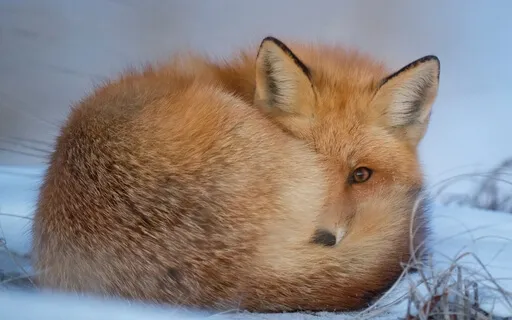 Survive The Holidays: An Irreverent Meditation