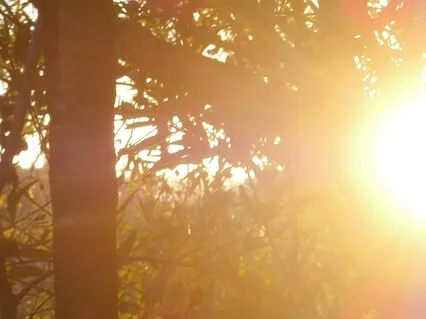 Surya Namaskara - Salute To The Sun