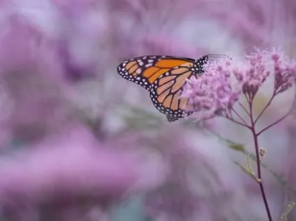 Sushumna Through The Chakras