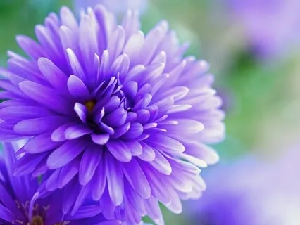 Sustainability Starts With Peace