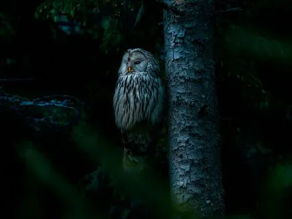 Svenska - Sovmeditation i positivitet för barn