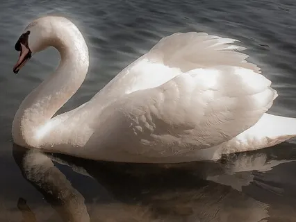 Swan Flight Adventure