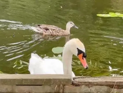 Swan And Duck Swimming On River 1 Minute Reset In Nature