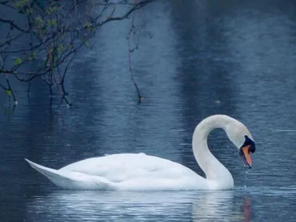 Swan Song