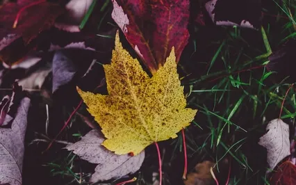 Sweater Weather | Autumn Sleep Meditation Story