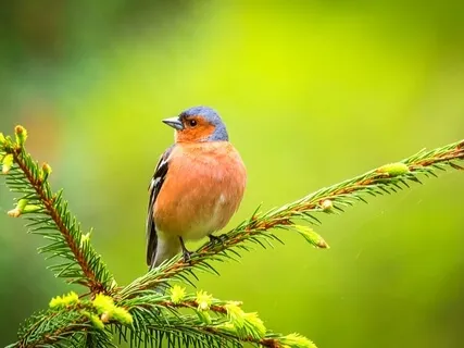 Swedish Forest - Harmony & Peace