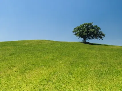 Sweeping Body Scan And Breath