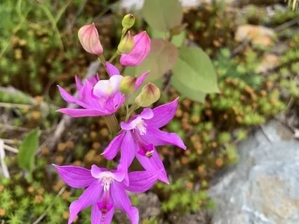 Sweeping Breath With Yoga Nidra