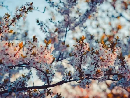 Sweet Blossoms In Spring