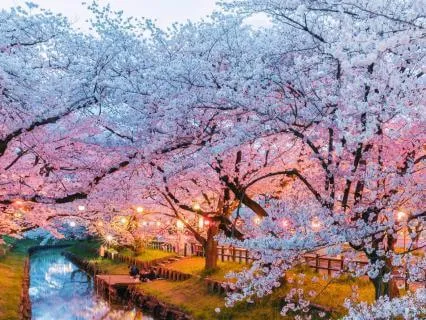 Sweet Dreams In Japan: 8 Hours Sleep Track With Gentle Rain