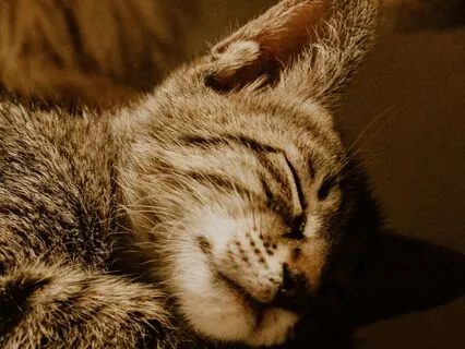 Sweet Dreams | The Calm Sleep Lofi Beats Collection