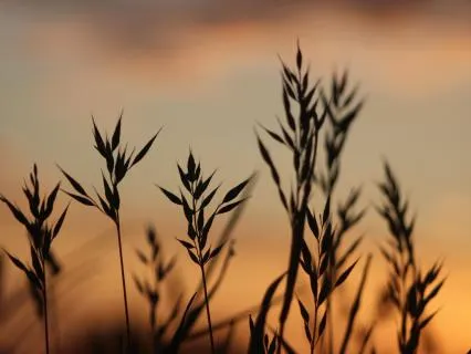 Sweet Farewell | 12 Hours | Extended Ambient Deep Sleep