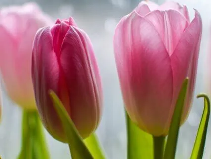 Sweet February Rain For Deep Sleep