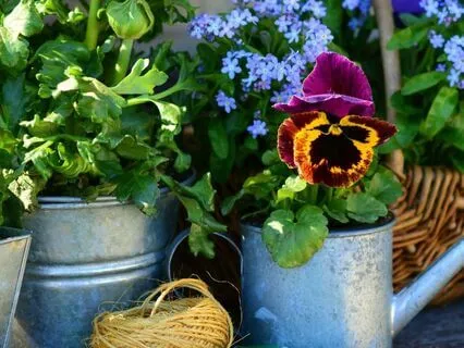 Sweet Garden Bloom Ambiance