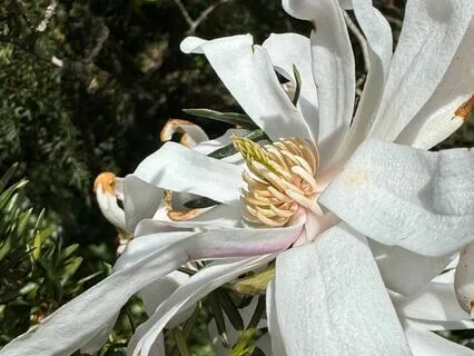 Powerful Harmonies For Inner Peace