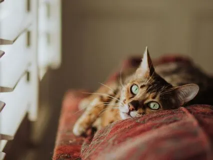 Sweet Healing Tones For Relaxing And De-Stressing