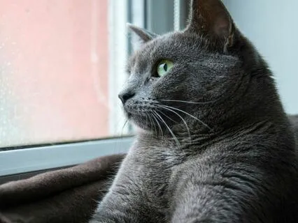 Sweet Rain Hitting On Windows For Good Night Sleep