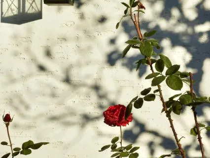 Sweet Shadow ( Song In English)