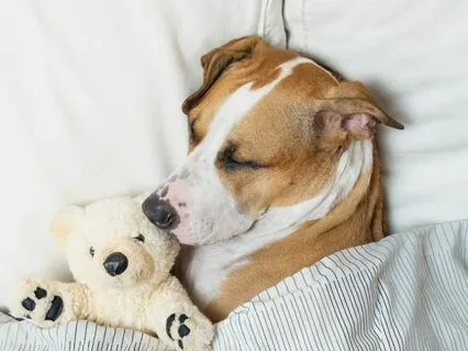 Sweet Sleep Meditation