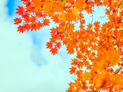 Sweet Song Of The Forest