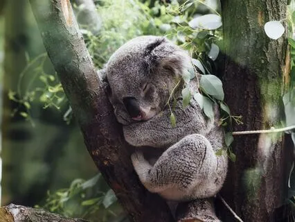 Grounding Meditation