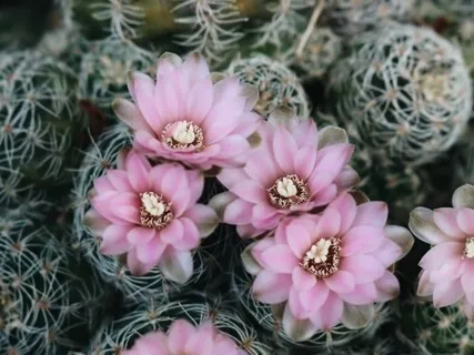 Sweet Spirit Affirmation Meditation