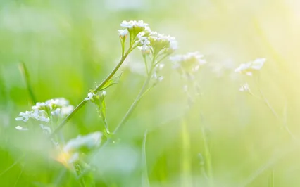 Sweet Tender Light Meditation