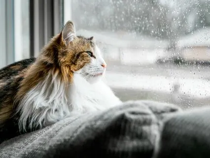 Sweet Tones For Healing & Relaxation (On A Rainy Day)