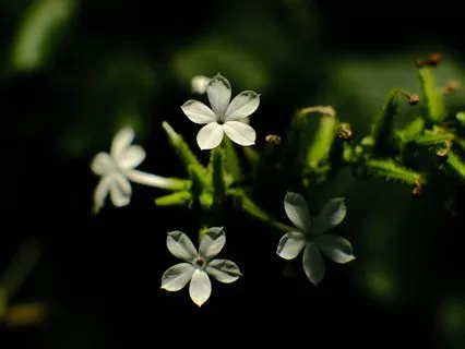 Sweetness (Acoustic Version)