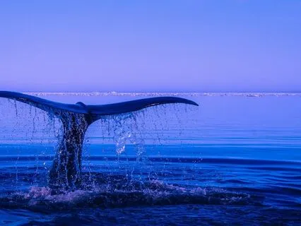 Swim With The Whale - Children's Creative Visualisation