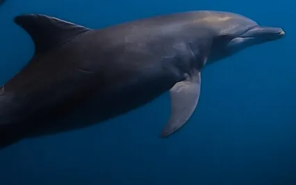 Swimming With Dolphins | Bedtime Story To Relax And Dream