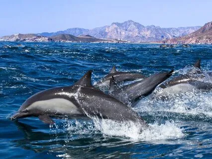 Swimming With Dolphins Meditation