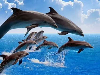 Swimming With Dolphins - Relax And Drift Into Sleep